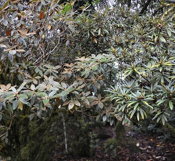 Rhododendron pachysanthum 6