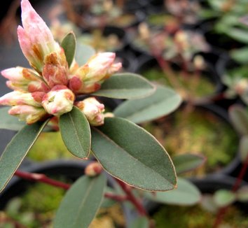 Rhododendron racemosum 'Wright' 1