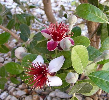 Acca sellowiana 2 flower