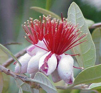 Acca sellowiana 1 flower