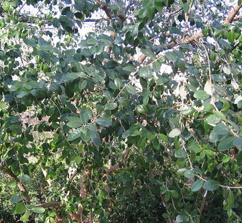 Acca sellowiana 8