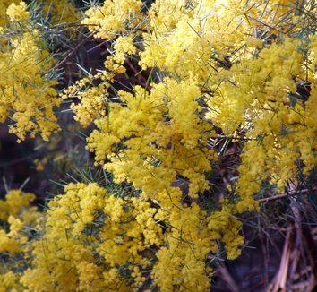Acacia boormanii 1 flower