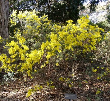Acacia boormanii 3 flower, form