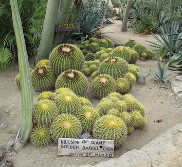 Echinocactus grusonii 14 form