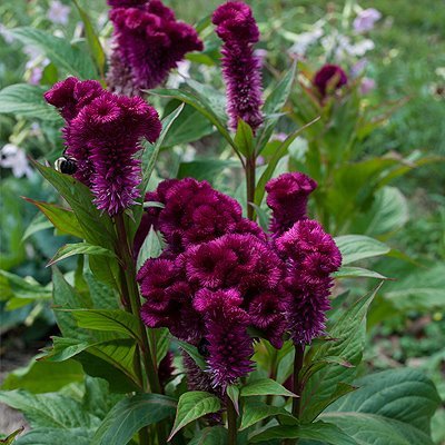 Celosia argentea var. cristata ‘Cramer’s Burgundy’ | Celosia argentea