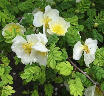 Rosa sericea ssp. omeiensis f. pteracantha 4 flower