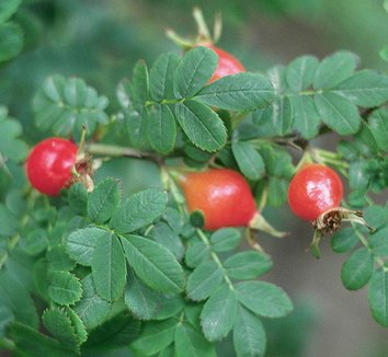 Rosa sericea ssp. omeiensis f. pteracantha 5
