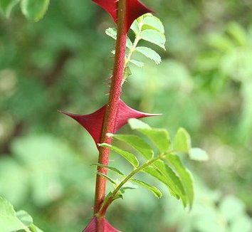 Rosa sericea ssp. omeiensis f. pteracantha 7