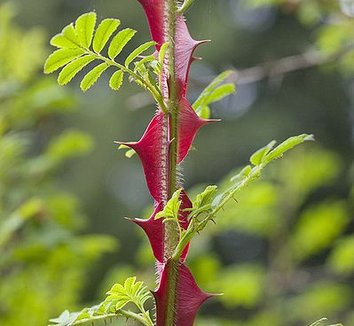 Rosa sericea ssp. omeiensis f. pteracantha 1