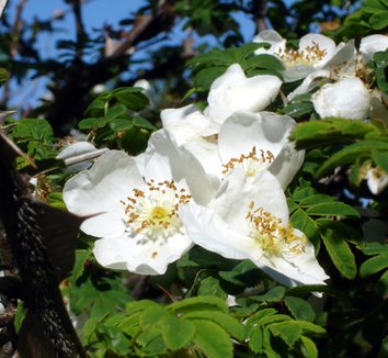 Rosa sericea ssp. omeiensis f. pteracantha 8 flower