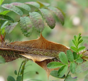 Rosa sericea ssp. omeiensis f. pteracantha 10