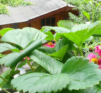 Fragaria x ananassa 'Toscana' 5