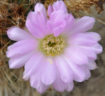 Acanthocalycium spiniflorum 1