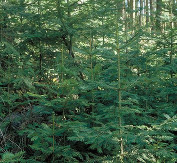 Abies grandis 3 form, young plant