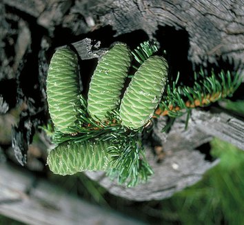 Abies grandis 5 cones