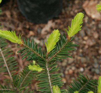 Abies grandis 6
