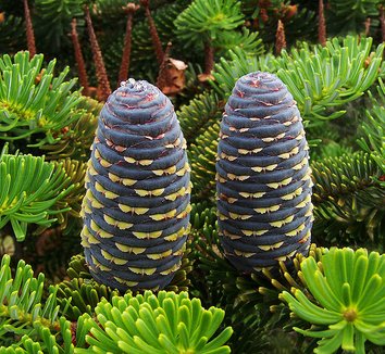 Abies koreana 1 cones