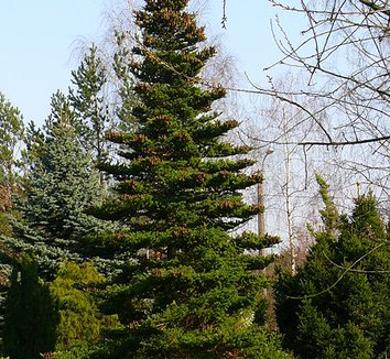 Abies koreana 6 form