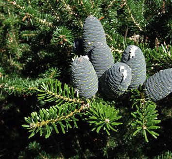 Abies koreana 5 cones
