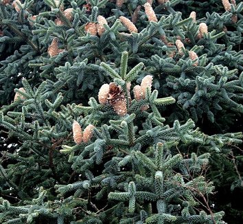 Abies pinsapo 4 cones