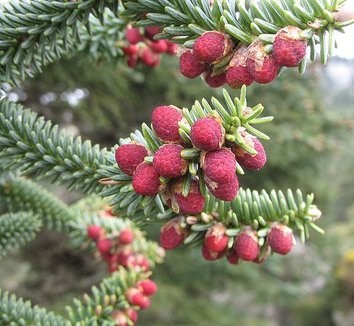Abies pinsapo 2