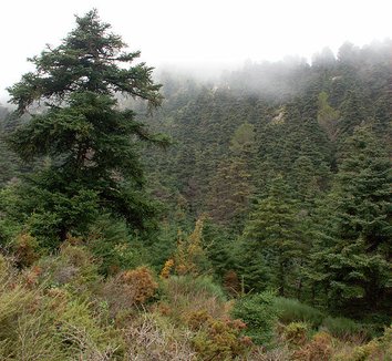 Abies pinsapo 1 form