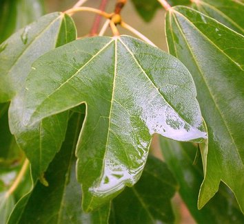 Acer buergerianum 10