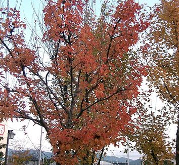Acer buergerianum 9 form