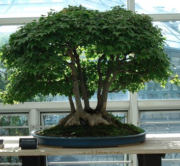 Acer buergerianum 6