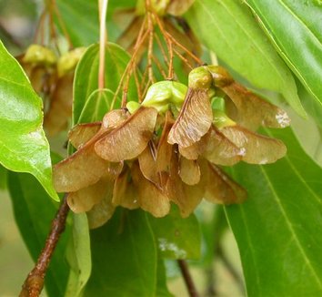 Acer buergerianum 1
