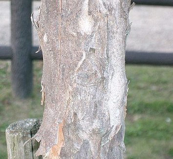 Acer buergerianum 5