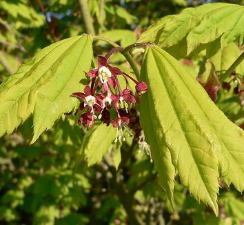 Acer circinatum 7 flower