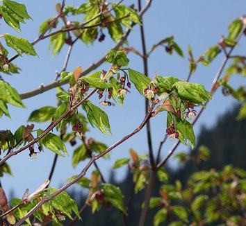 Acer circinatum 8 flower