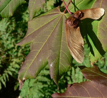 Acer circinatum 9