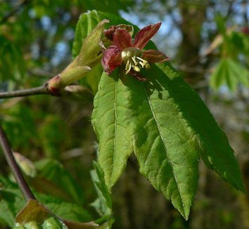 Acer circinatum 10 flower