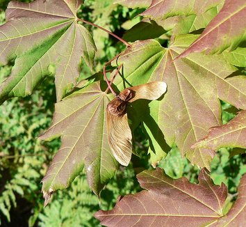 Acer circinatum 14