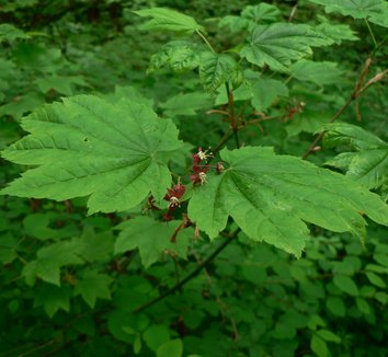 Acer circinatum 12 flower