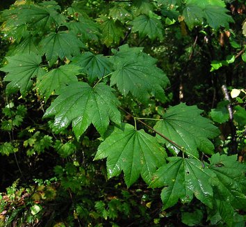 Acer circinatum 13