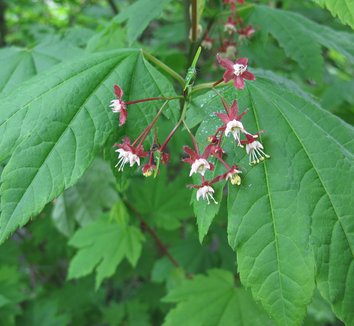 Acer circinatum 17 flower