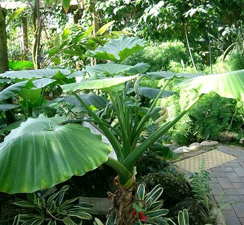 Alocasia odora 1 form