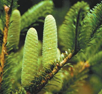 Abies beshanzuensis 1 cones