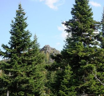 Abies sibirica 5 form