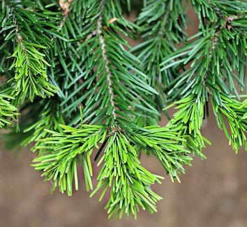 Abies sibirica 1