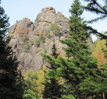 Abies sibirica 4