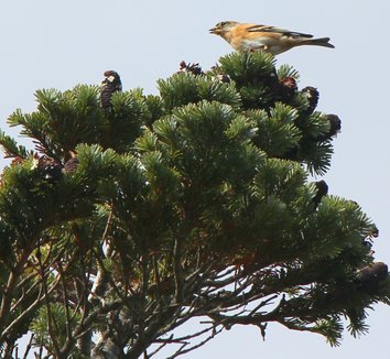Abies veitchii 7 wildlife