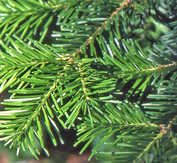 Abies veitchii 8