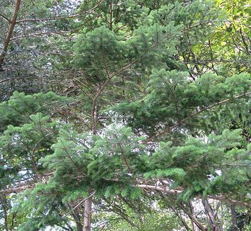 Abies veitchii 9