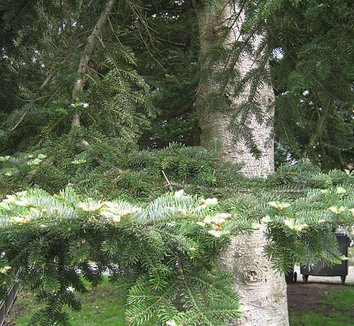 Abies veitchii 1