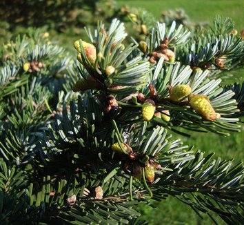 Abies veitchii 6