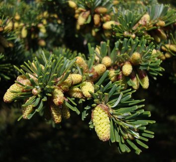 Abies veitchii 5